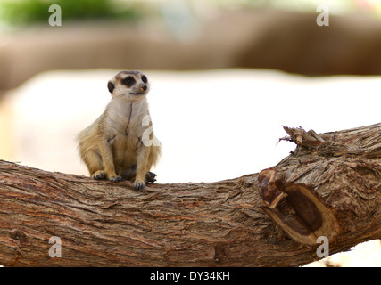 Sitting Meerkat in Al Ain Zoo, United Arab Emirates Stock Photo