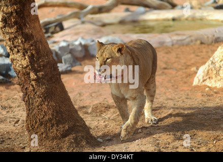 Female Lion in Al Ain Zoo, United Arab Emirates Stock Photo