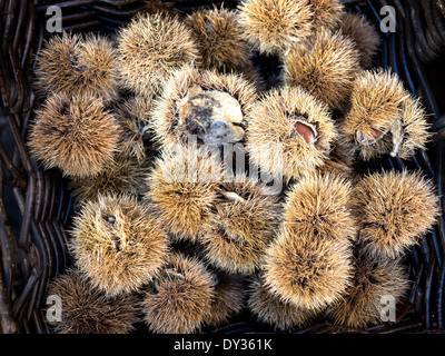 Chestnuts in a basket on framers market Stock Photo