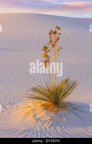 White Sands National Monument, near Alamagordo, New Mexico, part of the Chihuahuan desert. Stock Photo