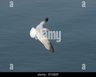 Herring Gull - Larus argentatus - 3rd winter Stock Photo