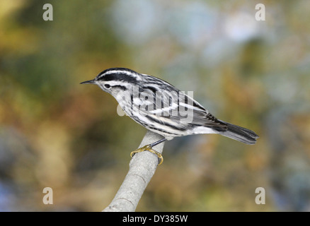 Black-and-white Warbler - Mniotilta varia Stock Photo