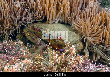 Velvet Swimming Crab - Necora puber Stock Photo