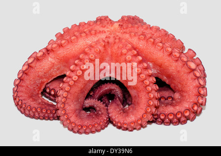 Octopus cooked whole, seen from front, isolated on white. Stock Photo