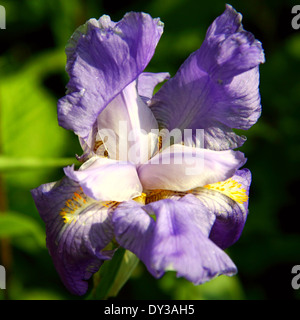 Close-up of a flowering Iris on unfocused background. It takes its name from the Greek word for a rainbow. Stock Photo