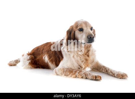 portrait of a brittany spaniel in front of white background Stock Photo