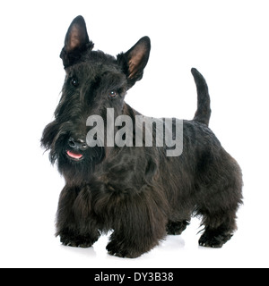 Scottish Terrier in front of white background Stock Photo