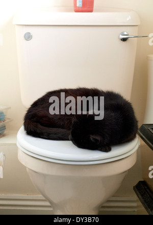 Black cat asleep on a toilet. Stock Photo