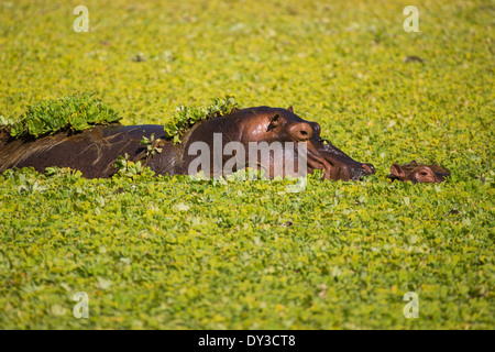 Hippopotamus mother and calf in pond covered with Hyacinth weed Stock Photo