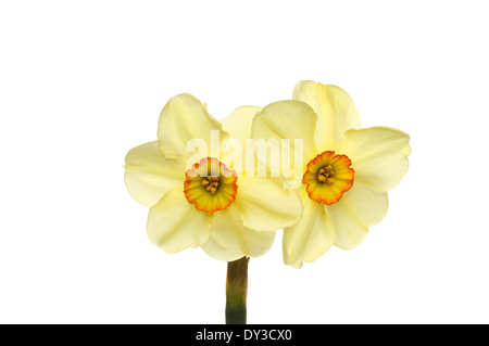 Double headed narcissus flower with pastel yellow petals and deep yellow and orange centers isolated against white Stock Photo