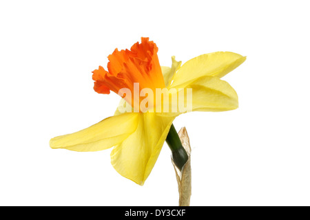 Single daffodil flower with yellow petals and deep orange trumpet isolated against white Stock Photo