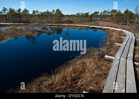 Plank-way in Kemeri Raised Bog Kemeri National Park Latvia Stock Photo