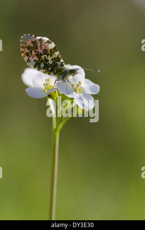 Orange tip butterfly on a cuckoo flower in a sun drenched Cumbrian meadow Stock Photo