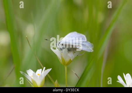 A Common Blue Butterfly on a white wild flower in a sunny Cumbrian meadow Stock Photo