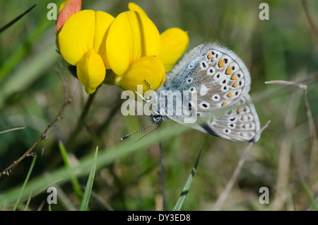 A Common Blue Butterfly feeding on a yellow flower in a sunny Cumbrian meadow. Stock Photo