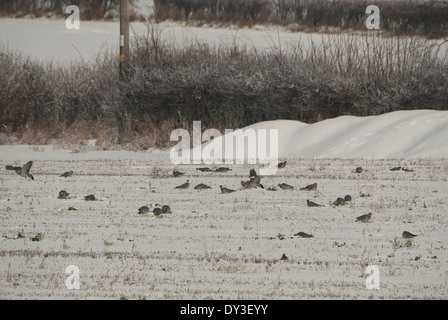 Flock of Wood-pigeons (Columba palumbus) feeding on old snow-covered stubble during winter in Britain Stock Photo