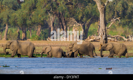 African Elephant herd (Loxodonta africana) walking through water Stock Photo
