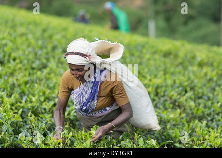 Nuwara Eliya, Sri Lanka. Tea pickers at the Pedro Tea Estate Stock Photo