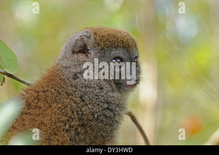 Eastern grey bamboo lemur (Hapalemur griseus), also known as the Eastern grey gentle lemur or Eastern lesser bamboo lemur. Stock Photo