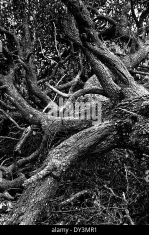 Old tree with huge maze of branches fallen to the ground at mountain forest Stock Photo