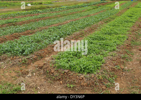 parsley and chinese kale plant grown in the garden Stock Photo