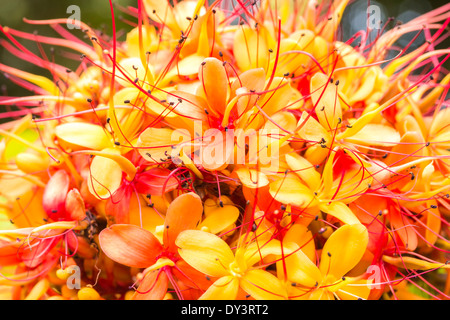 The colorful orange and yellow blooms of the tropical Sorrowless Tree Stock Photo
