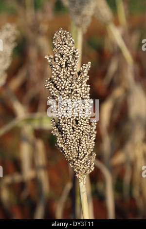 Close up of sorghum bicolor plant Stock Photo