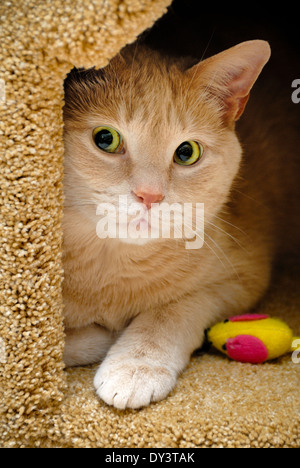 orange cat tabby feline sitting on floor at home Stock Photo - Alamy