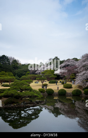 Shinkuku Goen National Park, Tokyo during Cherry Blossom season. Stock Photo