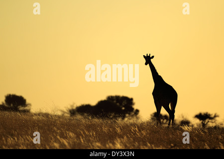 A giraffe (Giraffa camelopardalis) silhouetted against a sunset, South Africa Stock Photo