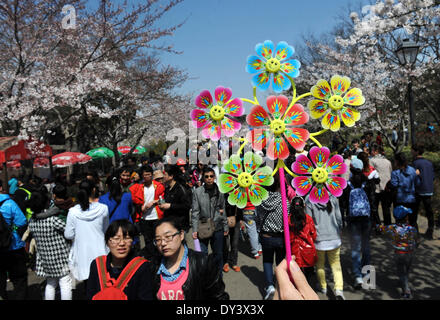 Qingdao, China's Shandong Province. 6th Apr, 2014. Tourists view cherry blossoms in Qingdao City, east China's Shandong Province, April 6, 2014. © Li Ziheng/Xinhua/Alamy Live News Stock Photo