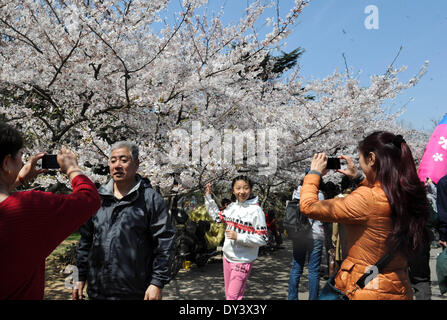 Qingdao, China's Shandong Province. 6th Apr, 2014. Tourists pose for photos under cherry blossom trees in Qingdao City, east China's Shandong Province, April 6, 2014. © Li Ziheng/Xinhua/Alamy Live News Stock Photo