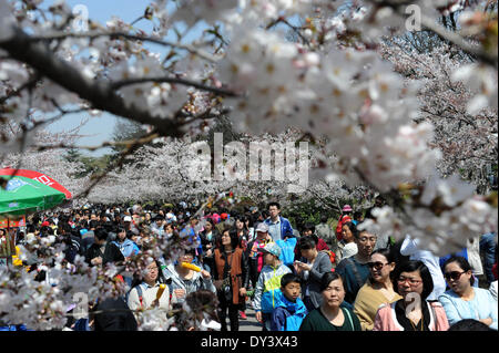 Qingdao, China's Shandong Province. 6th Apr, 2014. Tourists view cherry blossoms in Qingdao City, east China's Shandong Province, April 6, 2014. © Li Ziheng/Xinhua/Alamy Live News Stock Photo