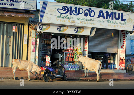 Cows waiting outside shop hoping for food in Jaffna, Sri lanka Stock Photo