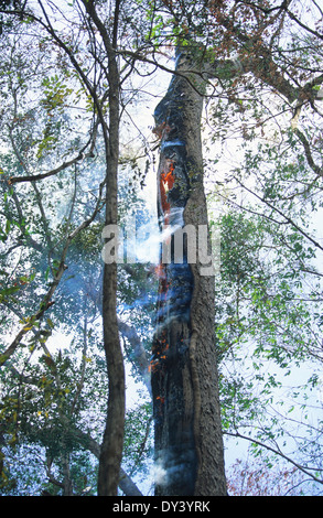 Forest fires in primary rainforest, caused by the dry season and settlers slash and burn cultivation. Amazon, Brazil Stock Photo