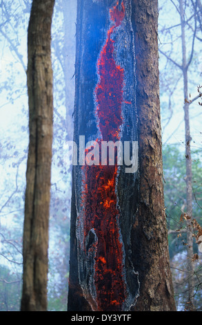 Forest fires in primary rainforest, caused by the dry season and settlers slash and burn cultivation. Amazon, Brazil Stock Photo