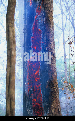 Forest fires in primary rainforest, caused by the dry season and settlers slash and burn cultivation. Amazon, Brazil Stock Photo