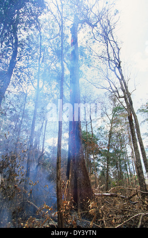 Forest fires in primary rainforest, caused by the dry season and settlers slash and burn cultivation. Amazon, Brazil Stock Photo