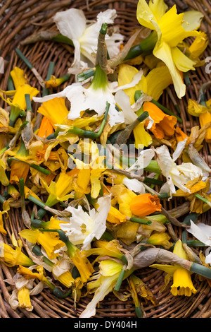 Old Daffodil flowers after deadheading. Narcissus. Stock Photo