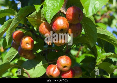 Many ripe crab apples hanging on the tree Stock Photo