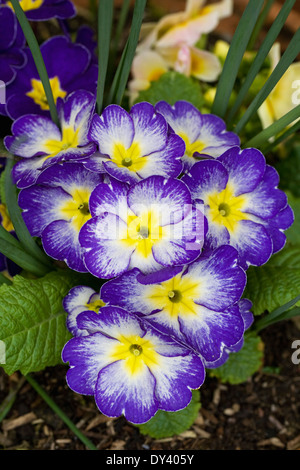 Primula cultivar in Spring. Polyanthus. Stock Photo