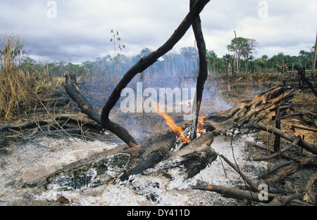 Burnt tropical rainforest, tree-stumps on fire, slash and burn cultivation by local settlers. Amazon, Roraima, Boa Vista, Brazil Stock Photo