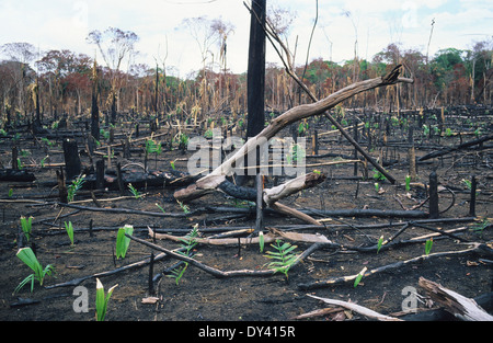 Burnt tropical rainforest, tree-stumps on fire, slash and burn cultivation by local settlers. Amazon, Roraima, Boa Vista, Brazil Stock Photo