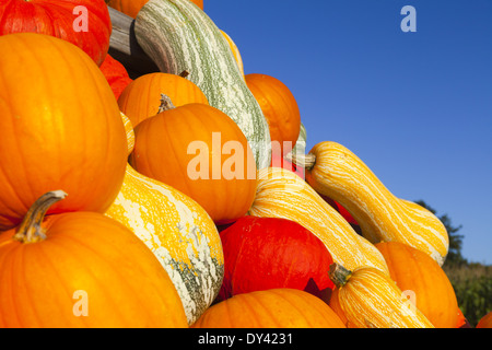 Close up of many colorful various ornamental gourds against bright blue sky Stock Photo