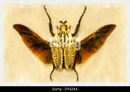 insects; illustrations; animals; image; images, watercolor, beetle, beetles, Goliathus regius Kl., Goliath royal,Aquarell Stock Photo