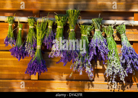 Scented Bunch of lavender hung out to dry on a wooden wall in the garden Stock Photo