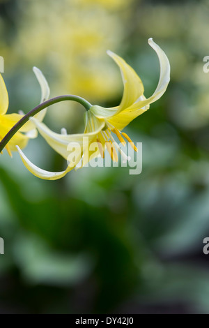 Erythronium Pagoda.  Dogs tooth violet / Trout lily flower Stock Photo