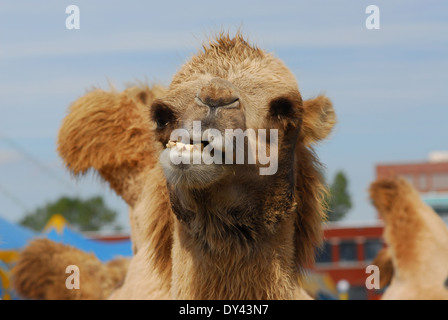 camel is smiling at the camera Stock Photo