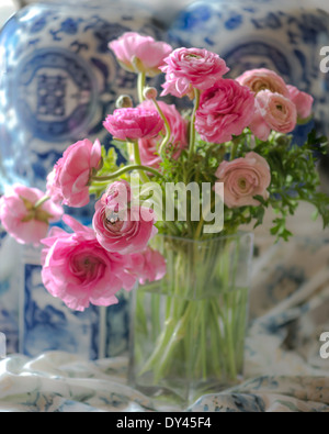 Pink Ranunculus Blue Pink Ranunculus flowers with white background Stock Photo - Alamy