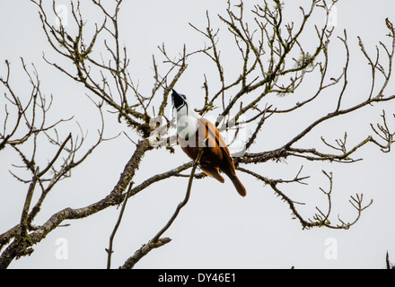 A male Three-wattled Bellbird (Procnias tricarunculatus) calling on a branch. Monteverde, Costa Rica. Stock Photo